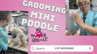 Grooming a cute old grumpy mini poodle named max uh oh