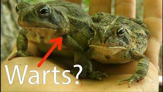 Do Toads REALLY Give You WARTS? All About Toads!