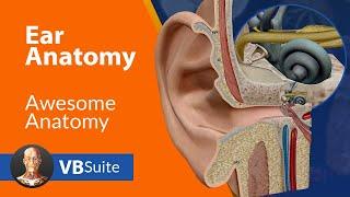 Ear Anatomy | Visible Body