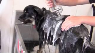 Willkomm's Self Serve Pet Wash