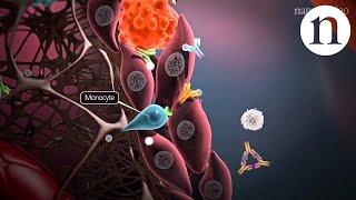 Immunology of the rheumatoid joint