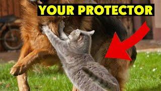 How Cats Protect People  signs your cat is protecting you