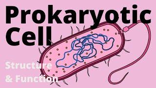 Structure and Function of a Prokaryotic Cell (Bacteria)