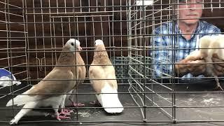 John Thornton Judging Bald Head Birmingham Rollers Central Jersey Variety Pigeon Club Show