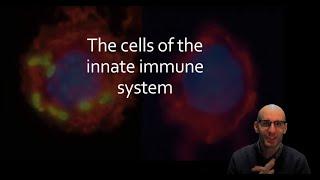 An introduction to the cells of the innate immune system