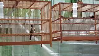 Chào Mào Đất Quảng: Bổi Quảng Đầu Siêu Tê Giọng Xoắn Cực Hay