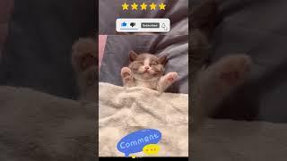 Adorable Cat Compilation: Funny, Cute, and Wholesome Moments  #CuteCats #CatLovers #FurryFriends