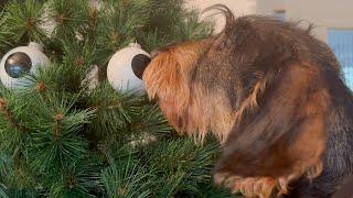 Supervisor Dachshund Teddy turns chaos into Christmas 