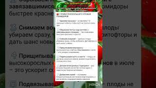 7 правил большого урожая томатов.