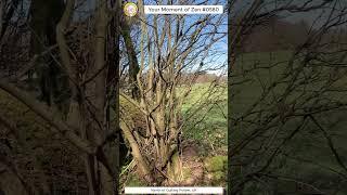 ScienceMan Moment of Zen 0580 #peaceful #hike #walk #cotswolds #uk #forest #nature #asmr
