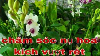 Chăm sóc phong lan mùa rét, cách chăm sóc nụ mùa rét | trồng lan ban công