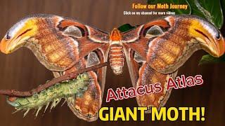 GIANT MOTH Attacus Atlas! (caterpillar to Moth lifecycle)