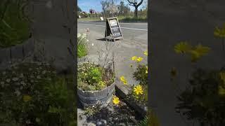 Beautify ￼with containers to soften the otherwise Druery hwy by landscape restoration by Dan Pozzi