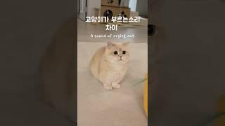 아주 미묘한 차이가 있어요 #먼치킨 #고양이#munchkin#cat