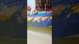 U S A kh tv Happy New Year cat fighting funny video 2025