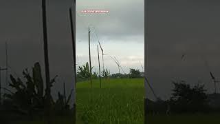 jalan sawah  pilemburan#shorts