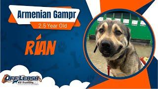 2.5 Year Old Armenian Gampr |Best Canine Training | Off Leash K9 |Board & Train |Missouri