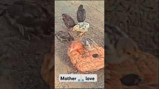 Heartwarming Bond: A Red Hen and Her Loving Chicks  #peacefulmoments #adorablepets #henandchicks