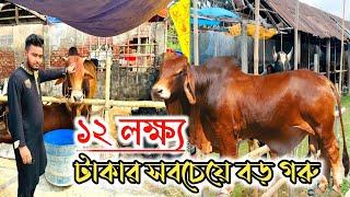 ১২ লক্ষ্য টাকার গরু খুলনার সবচেয়ে বড় কোরবানির পশুর হাটে | Korbani 2024 |