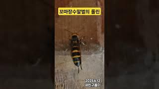 저녁 식사 하러간 식당~꼬마장수말벌이 휴식중입니다~몸단장을 하며~ #꼬마장수말벌 #Vespa_ducalis #korea #벌들의롤린 #롤롤롤린 #우리동네 #벌볼일있는사람들 #말벌