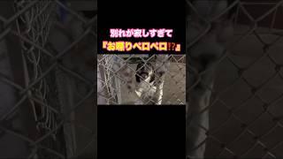 別れたくない保護犬がした驚きの行動⁉️ #子犬 #保護犬 #野良犬