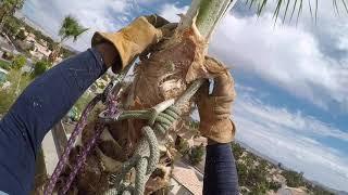 HOW TO BUTCHER A TREE (hurricane style trim) | Palm Tree Trimming | Poda de palma