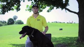 Dog Training - Tip Top K9