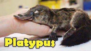 What Is A Platypus? 10 Facts about the Platypus!