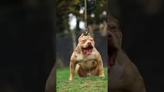 World's Most Dangerous Dogs #shorts