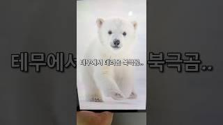 테무산 북극곰..