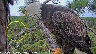 AEF NEFL Eagles ~ SKIPPY THE SQUIRREL ESCAPES FROM GABBY WITHIN INCHES OF ITS LIFE!   9.8.24