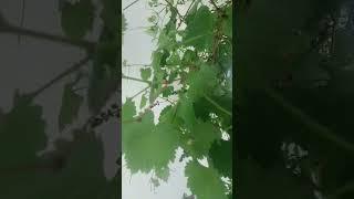 my home  tree #Ayesha ka jahan