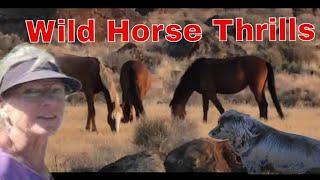 Wild Horse Adventures: Boondocking And Arco Excitement!