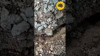 تم كشف النقاب عن صوت النمل الحقيقي - كيف يتواصلون؟