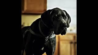 Strays. It's time for a sweet revenge dog  for a bad master