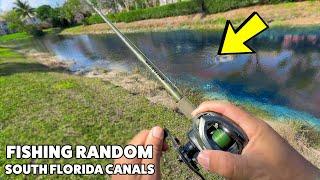 South Florida Peacock Bass Fishing with Jerkbaits