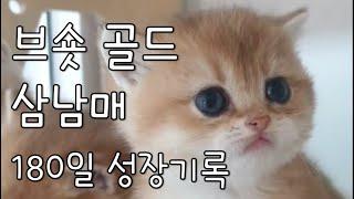 |야옹의형태| 브리티쉬 숏헤어 골드, 브숏 골드 3남매 삼둥이 180일간 성장과정