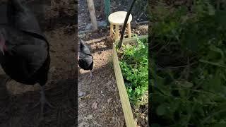 Chicken gardening