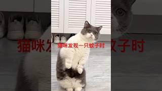 当猫咪 发现蚊子时，结局太意外了#搞笑萌宠 ＃猫咪的迷惑行为 ＃萌宠成精了 #有味道的视频 #谁能拒绝一只憨憨