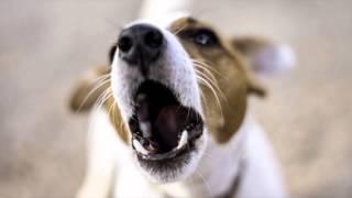 Dog Barking - Ringtone Mp3