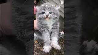 #dog #cat #pet #animal #voiceover #funny #funnyvideos #foryou #viral