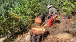 CUTTING The BIGGEST TREE On Our  Property