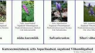 Katteseemnetaimed, selts Asparilaadsed, sugukond Võhumõõgalised angiosperms võhumõõk Modern Heads