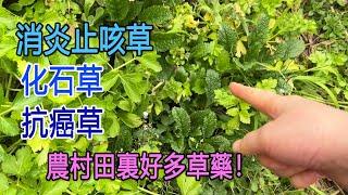 回到農村挖草藥，這些不起眼的野草能消炎止咳，能抗癌防癌，你認識它們嗎？