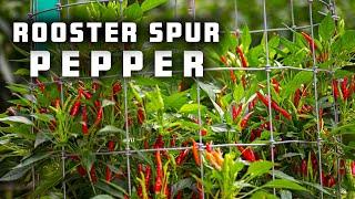 This Pepper Plant Is Perfect For Hanging Baskets