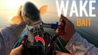 Strike King KVD 2.5 Wake Bait catches MONSTER saltwater fish!!!