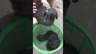 labra puppy  home bride rana pets acadmy