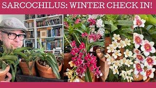 Sarcochilus: winter check in!