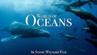 Ocean Animals 4K - Scenic Wildlife Film With Calming Music