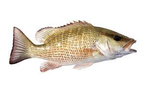 How To Catch Mangrove Snapper (Without Going Offshore)